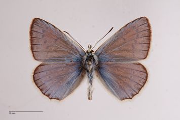 Vorschaubild Polyommatus meleager r. macra f. squalida Verity, 1920